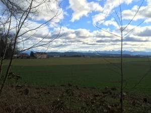 The view to my right when I run up the lollypop stick, heading into the forest