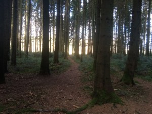 A wonderful place to run. Got to keep on eye out for all the tree roots though