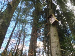There's a few of these bird houses scattered through this forest