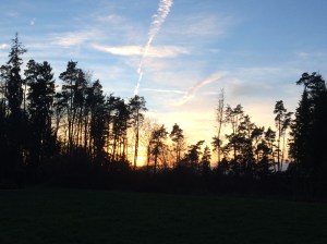 Sunset in the forest