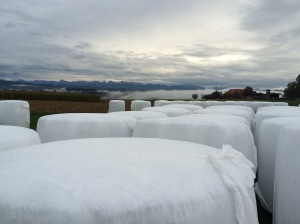 Corn, harvested and wrapped up for the cows to eat in winter